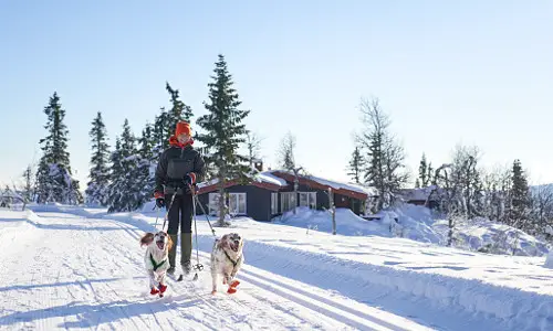 cross country dog ski feat