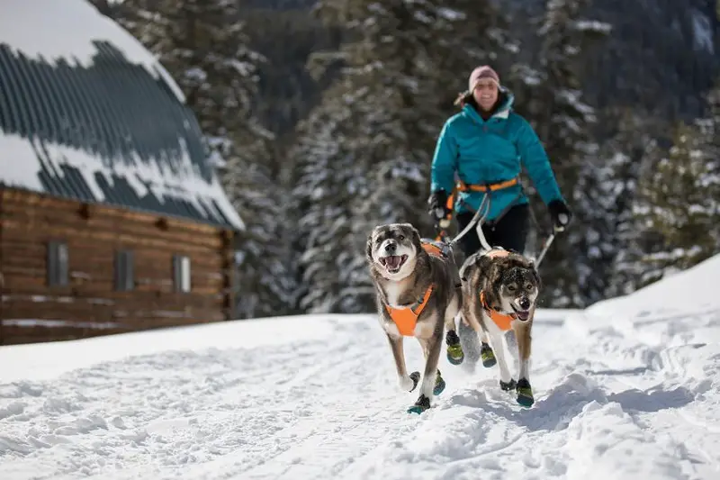 skijoring with dogs