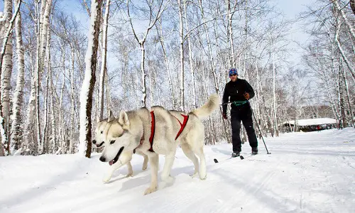 winter-dog-skijoring-quiz