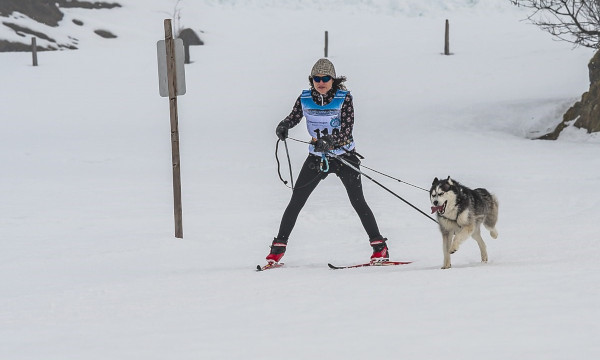 Dog-Friendly-Cross-Country-Skiing-feat