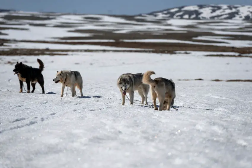 Alaskan-and-Siberian-Huskies