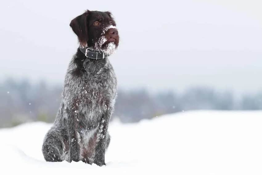 German-Shorthaired-Pointers
