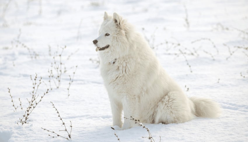 canadian-eskimo-dog