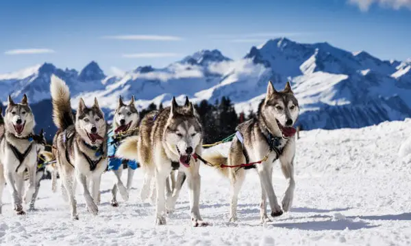 sledge-dogs-skijoring-feat